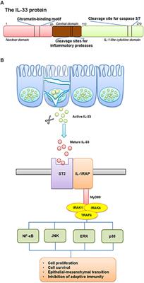 Interleukin-33 in Malignancies: Friends or Foes?